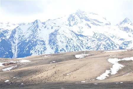 Wintering Elk on the National Elk Refuge photo