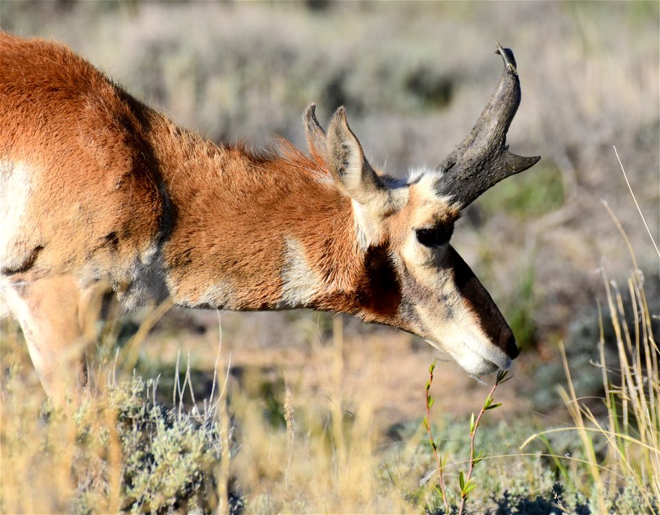 Pronghorn at Seedskadee National Wildlife Refuge