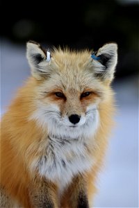 Red Fox