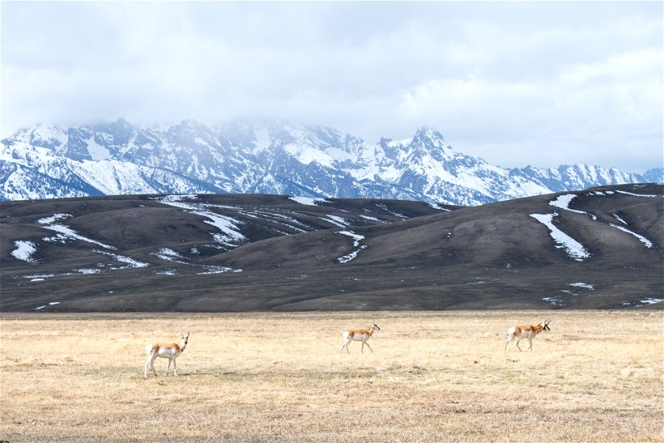 Pronghorn on the National Elk Refuge