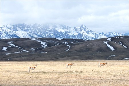 Pronghorn on the National Elk Refuge photo