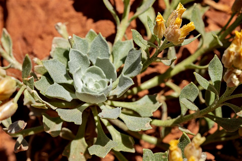 Physaria acutifolia