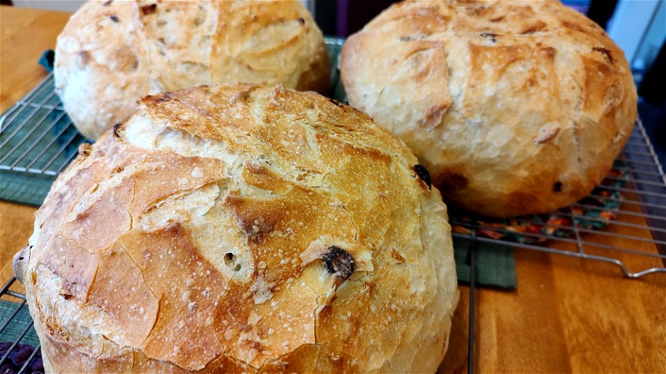 Freshly baked and cooling raisin walnut sourdough bread photo