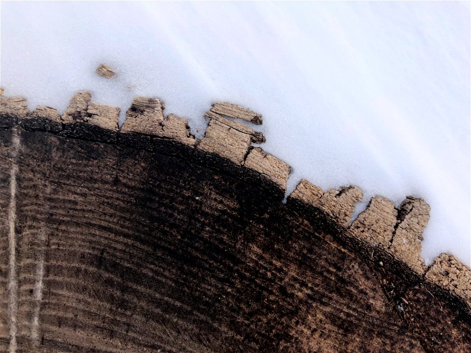 Stump in the Ice