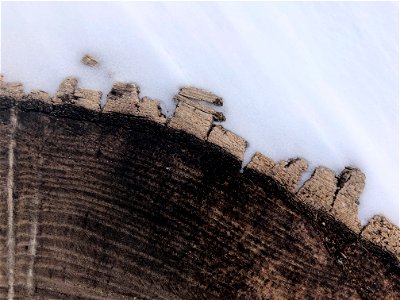 Stump in the Ice