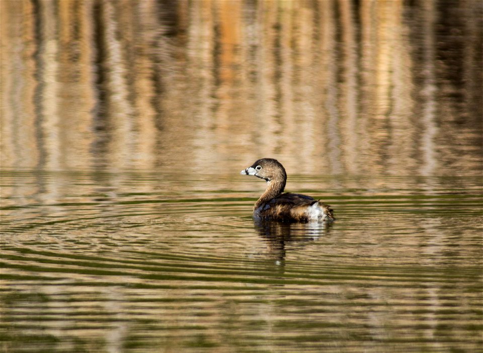 Pied-billed Grebe