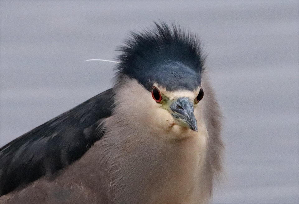 Black-crowned Night Heron Huron Wetland Management District South Dakota photo