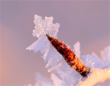 Hoar frost on narrow leaf cottonwood at Seedskadee NWR photo