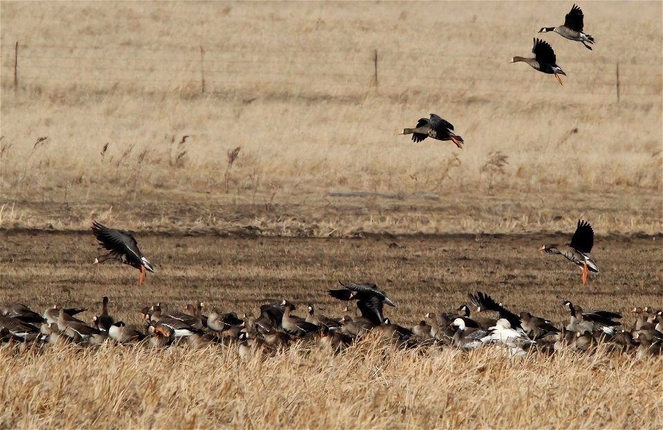 Spring Goose Migration at the Huron Wetland Management District South Dakota