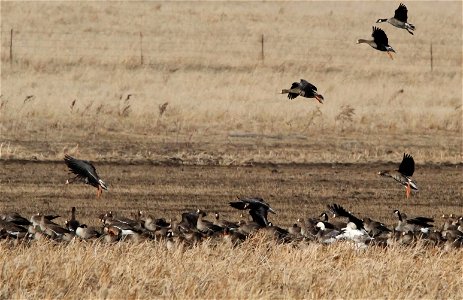 Spring Goose Migration at the Huron Wetland Management District South Dakota