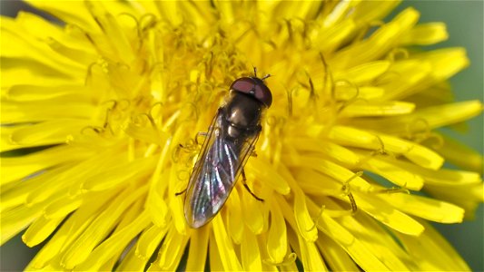 Platycheirus albimanus-Gruppe (Breitfußschwebfliege) - Männchen