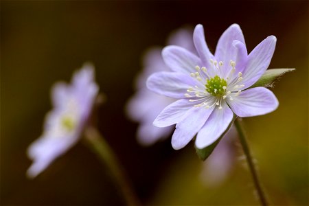 Hepatica Blossoms photo