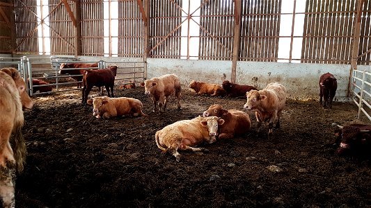 Broutards Charolais /  Salers à l'étable