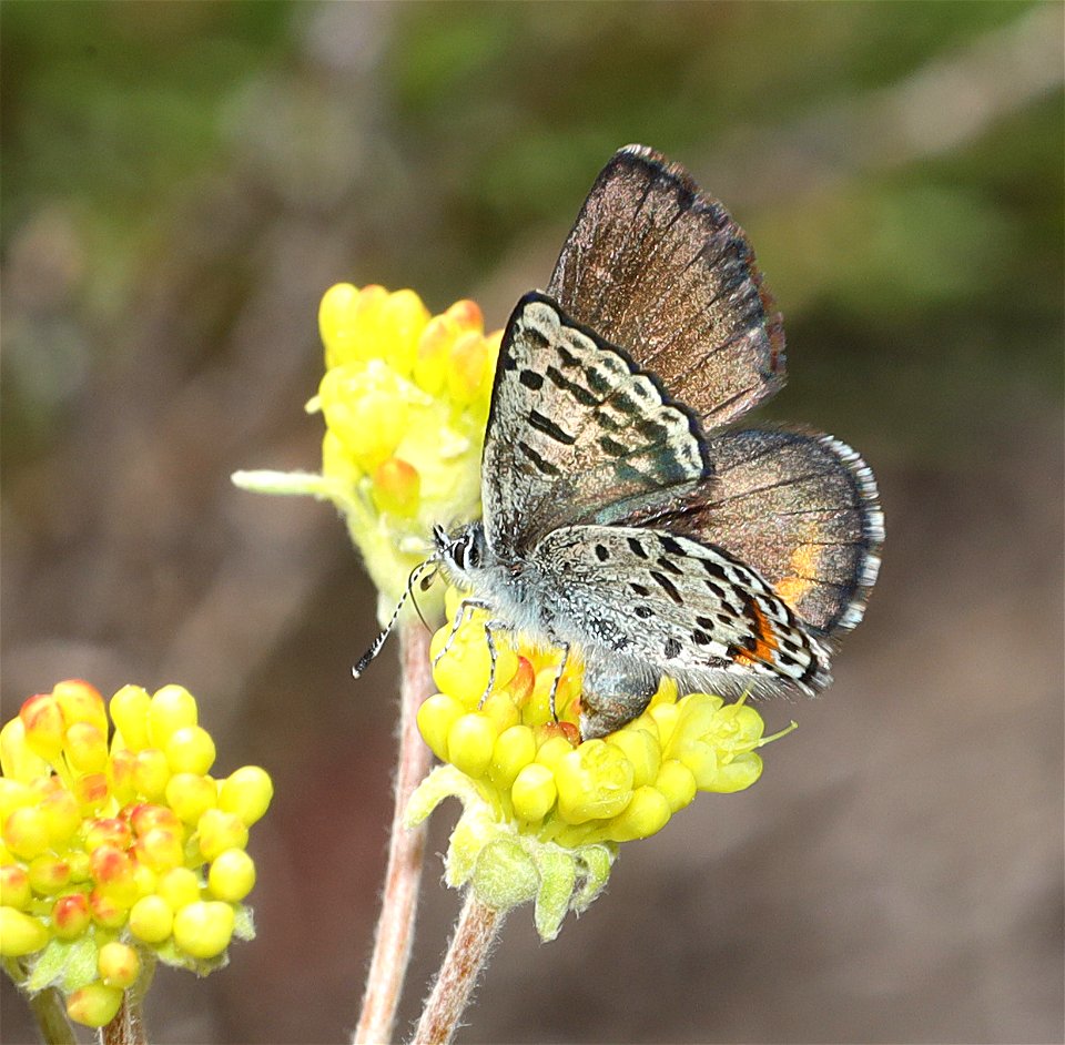BLUE, GLAUCON (Euphilotes glaucon) (07-03-2022) west boundary rd, aka rte104, klamath co, or -06