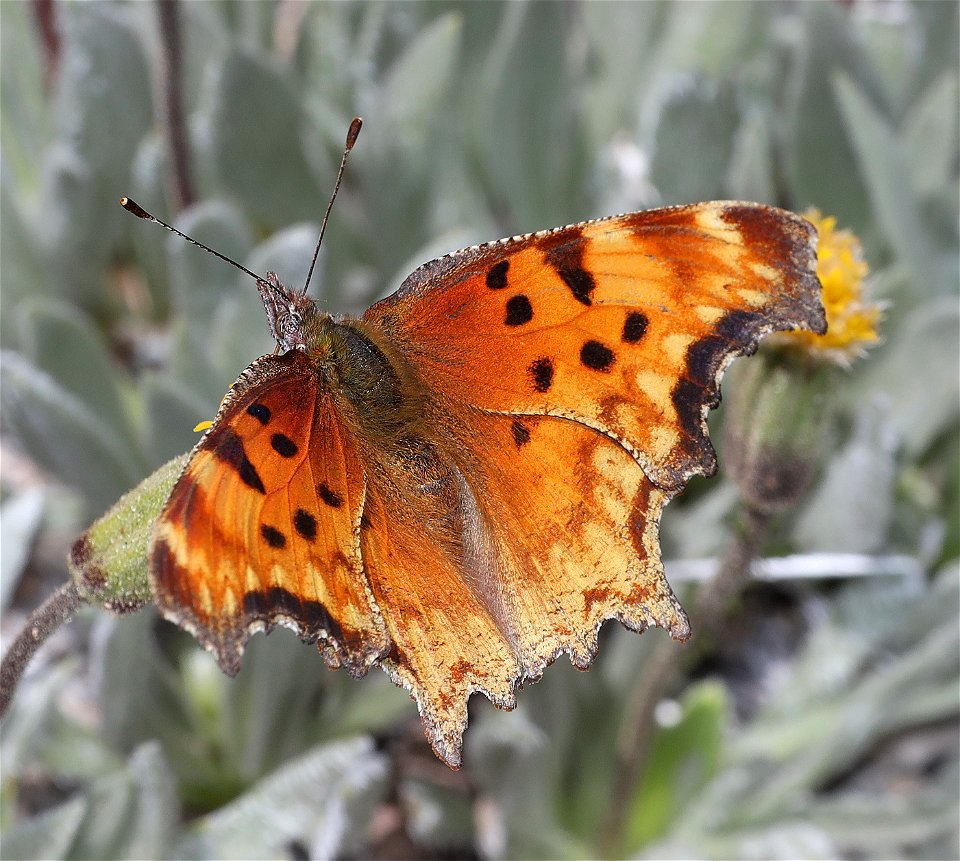 COMMA, HOARY (Polygonia gracilis) (07-23-2022) female, 6500-7500ft, crater lake, klamath co, or -01