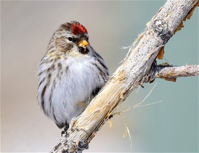 Common redpoll at Seedskadee National Wildlife Refuge