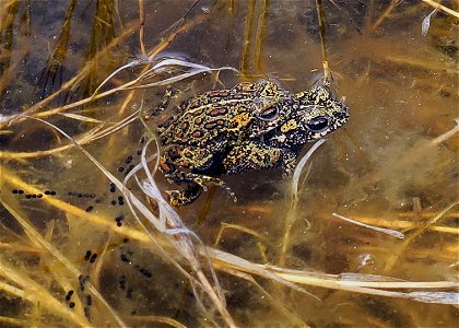 Dixie Valley toads breeding. photo