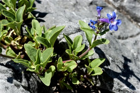 Penstemon humilis