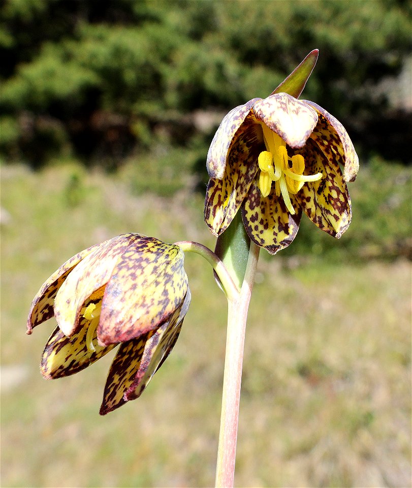 Fritillaria lanceolata (Chocolate Lily) (05-04-2022) south tolowa dunes state park, del norte co, ca -03