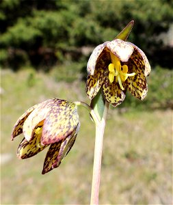 Fritillaria lanceolata (Chocolate Lily) (05-04-2022) south tolowa dunes state park, del norte co, ca -03