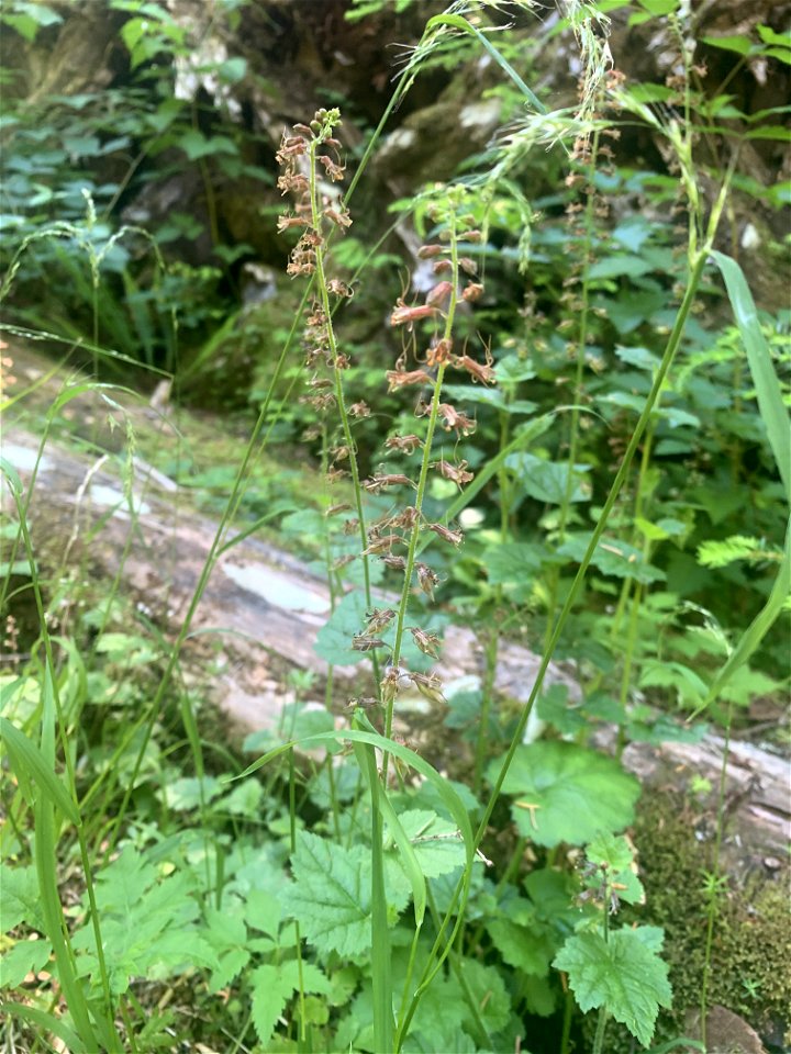 Flowers at Big 4, Mt. Baker-Snoqualmie National Forest. Photo by Sydney Corral June 29, 2021