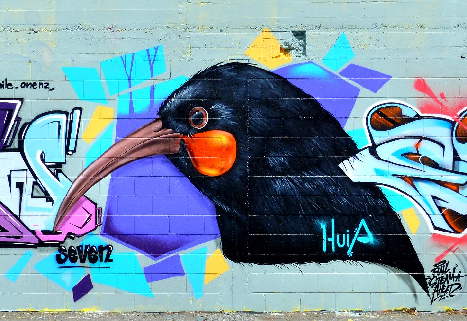 The Huia. NZ Bird. photo