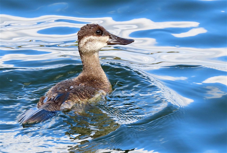 Ruddy Duck photo