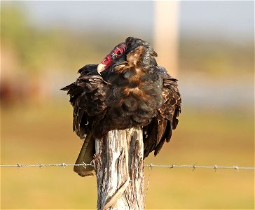 203 - TURKEY VULTURE  (12-17-2021) 4th street, goose island, refugio co, tx -02