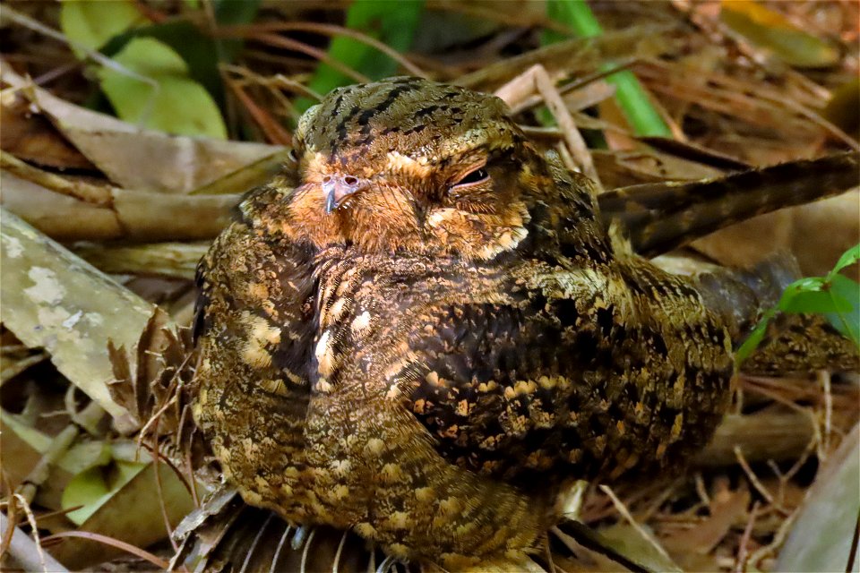 Chuck-will's-Widow