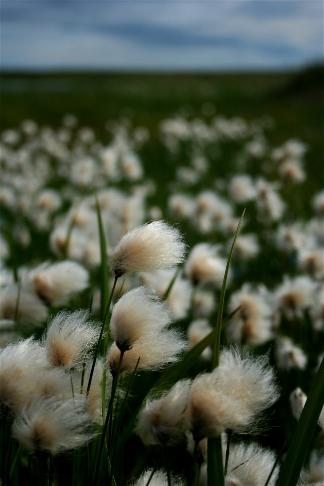 Cotton Grass