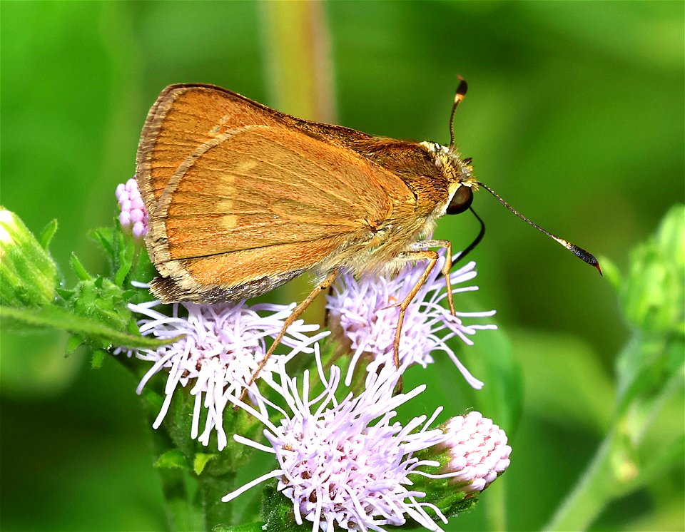 MEALLANA, COMMON (Quasimellana eulogius) (01-02-2023) female, national buttrtfly center, palmview, hidalgo co, tx -01