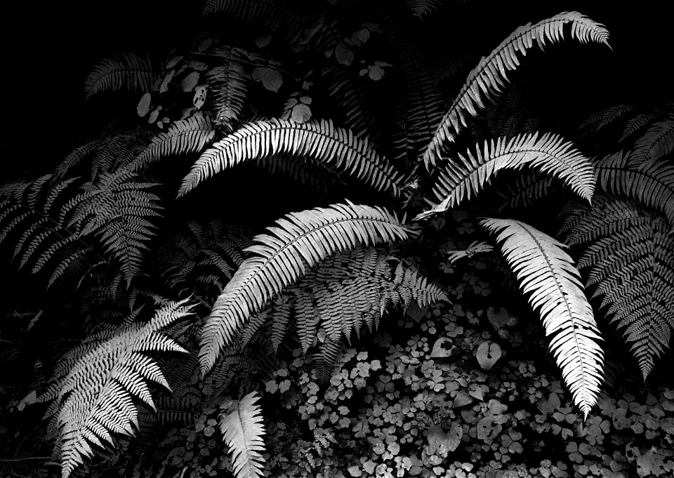 15 BLACK & WHITE STUDIES -   Dust on roadside plants, del norte co, ca (3)