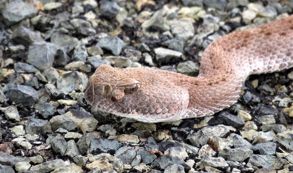RATTLESNAKE, WESTERN DIAMONDBACK (Crotalus atrox) (8-13-2021) cochise co, az -02