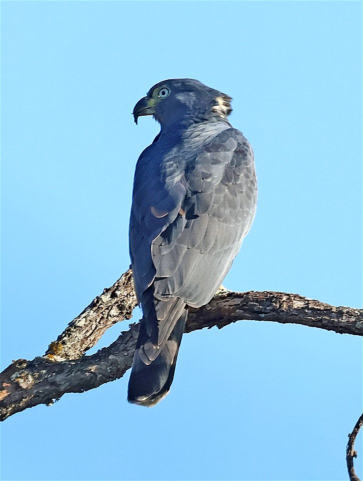 206 - HOOK-BILLED KITE (01-06-2023) bentsen rio grande state park, palmview, hidalgo co, tx -09