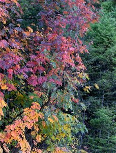 Mountain ash in the fall