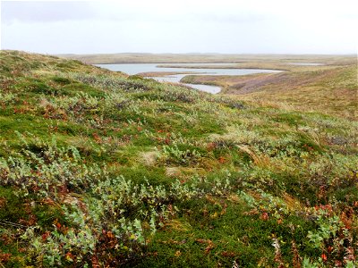 Fall colors at Izembek photo