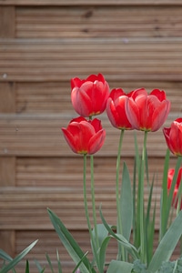 Spring flowers nature