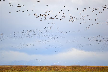 black brant photo