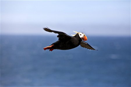 puffin flying