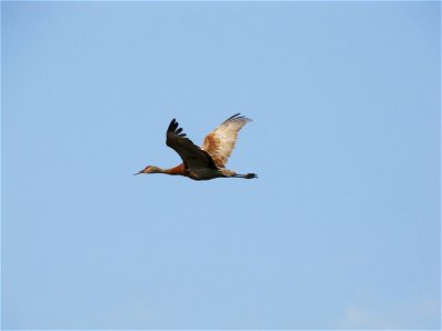Flying Crane