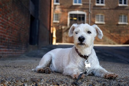 The Dog at Chatham Historic Dockyard.