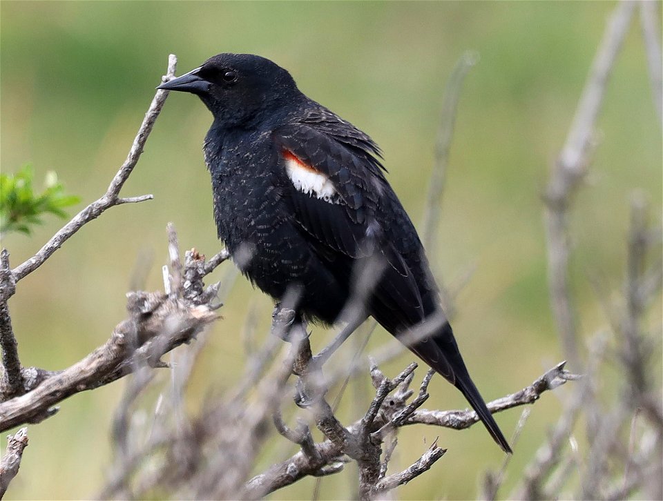 930 - TRI-COLORED BLACKBIRD (03-14-2022) first year male, base of B street pier, crescent city, del norte co, ca -11