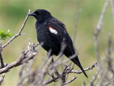 930 - TRI-COLORED BLACKBIRD (03-14-2022) first year male, base of B street pier, crescent city, del norte co, ca -11