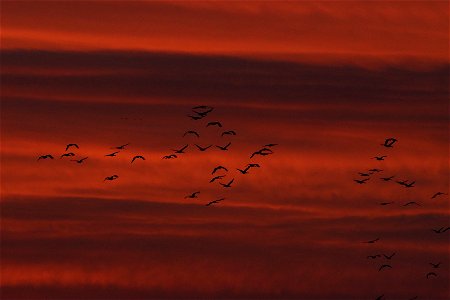 Sandhill Cranes at Sunset Huron Wetland Management District South Dakota