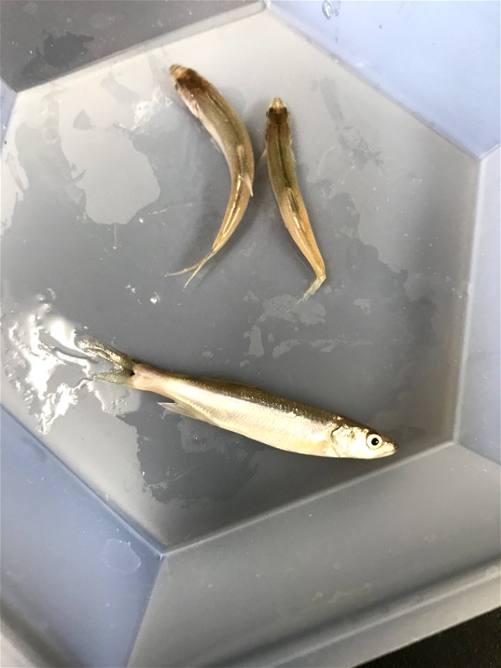 Sick Colorado Pikeminnows