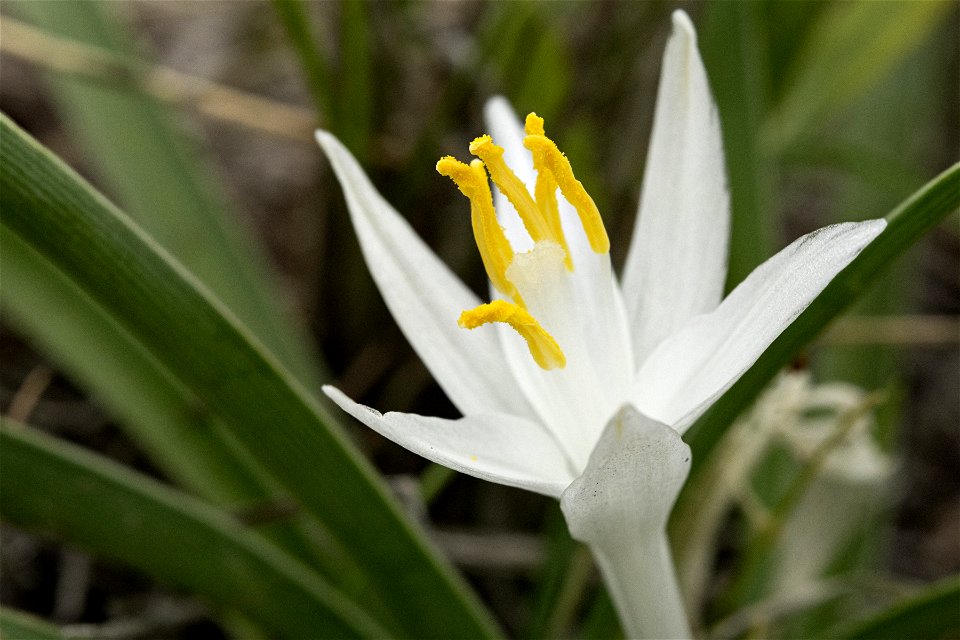 Leucocrinum montanum
