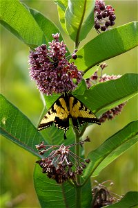 Eastern Tiger Swallowtail on Milkweed photo