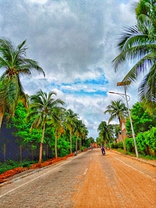 Landscape trees road photo