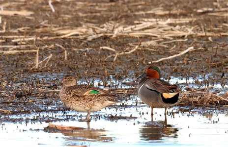 Green-winged Teal Pair Huron Wetland Management District photo