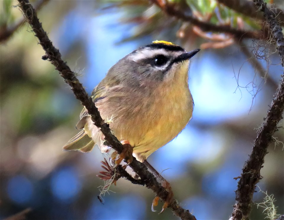 707 - GOLDEN-CROWNED KINGLET (10-28-2022) tolowa dunes s p, del norte co, ca -02